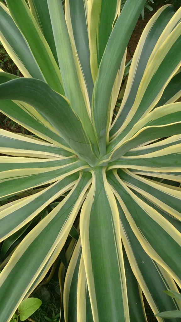 Agave desmettiana 'Variegata' – typisches Erscheinungsbild, Pflanzenfoto