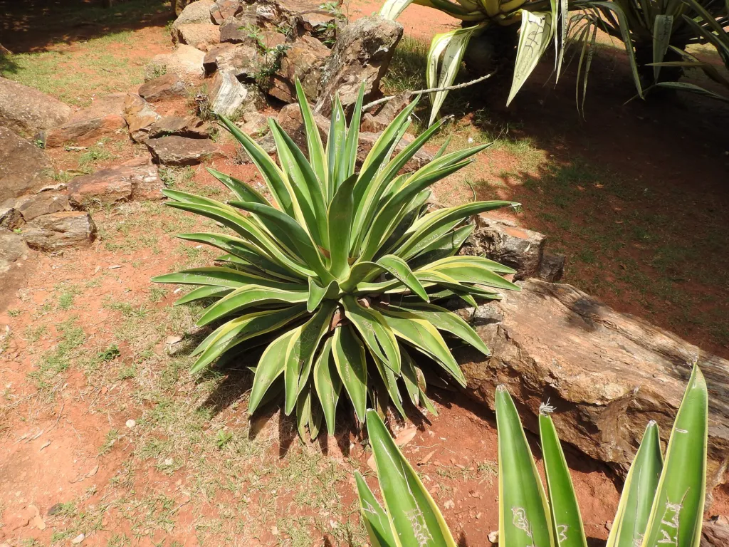 Agave desmettiana 'Variegata' – typisches Erscheinungsbild, Pflanzenfoto