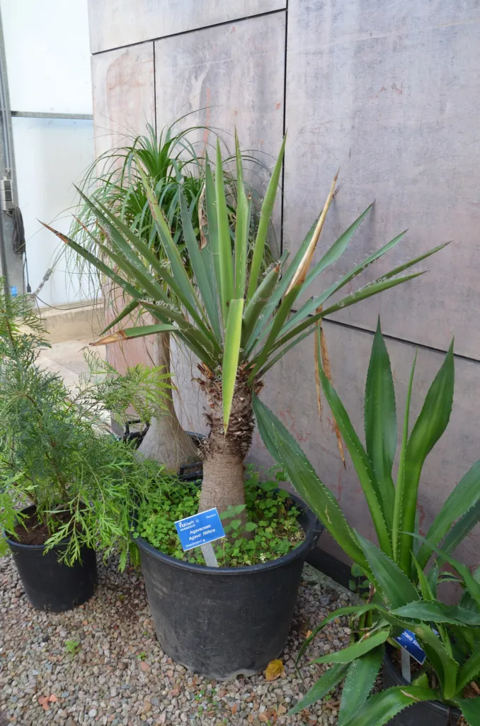Thread-Leaf Agave (Agave filifera) – im Garten, Pflanzenfoto