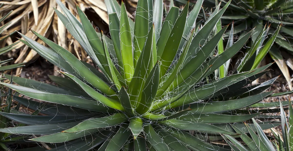 Agave filifera – plant photo
