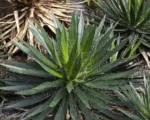 Agave filifera care guide