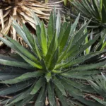 Agave filifera care guide (Agave filifera) – plant photo