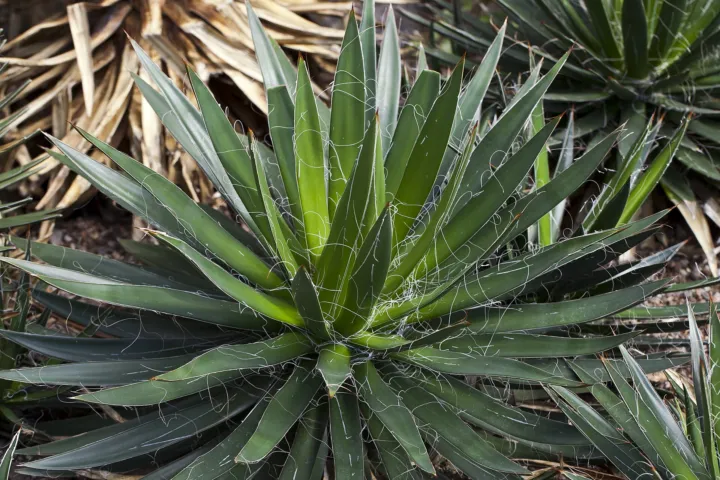 Agave filifera