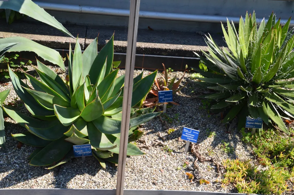 Thread-Leaf Agave (Agave filifera) – im Garten, Pflanzenfoto