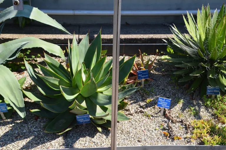 Agave filifera care guide (Agave filifera) – in a garden setting, plant photo