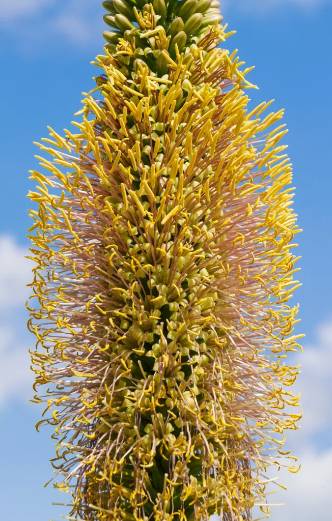 Thread-Leaf Agave (Agave filifera) – Blüten in Nahaufnahme, Pflanzenfoto