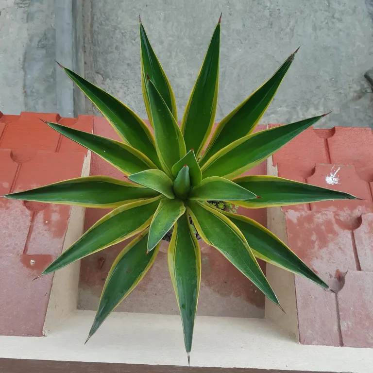century plant (Agave) – characteristic appearance, plant photo