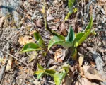 Century plant (Agave) care guide