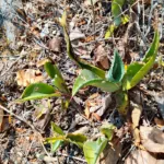 century plant (Agave) – plant photo