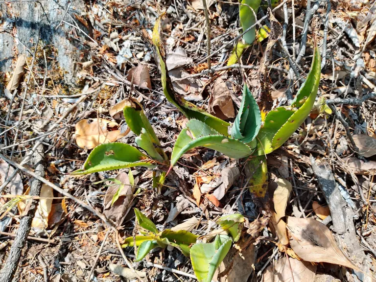 century plant (Agave) – plant photo