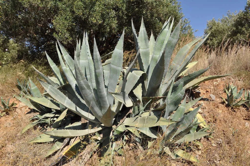 century plant (Agave) – characteristic appearance, plant photo