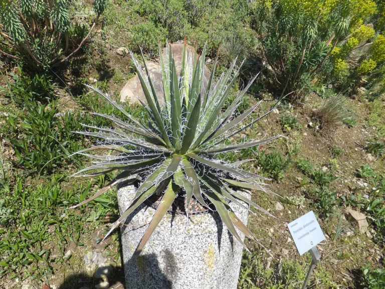 century plant (Agave) – in a garden setting, plant photo