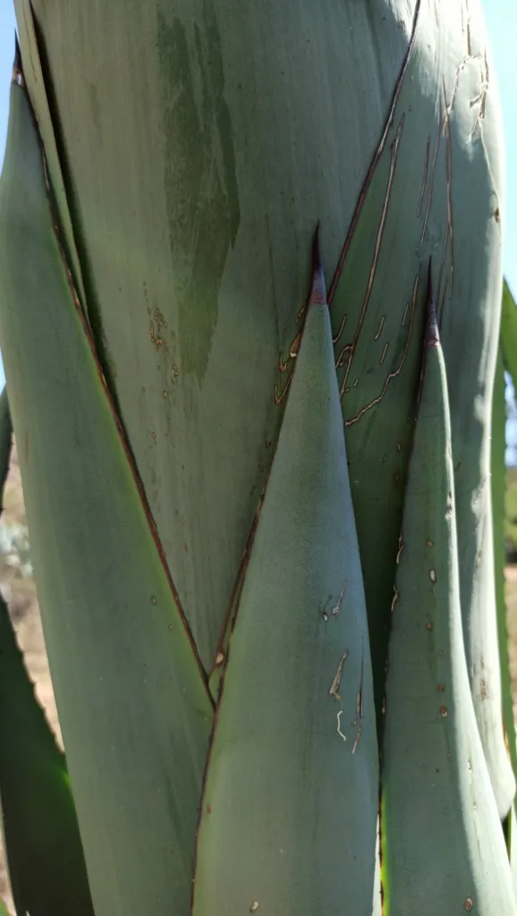 century plant (Agave) – leaves and shoots, plant photo