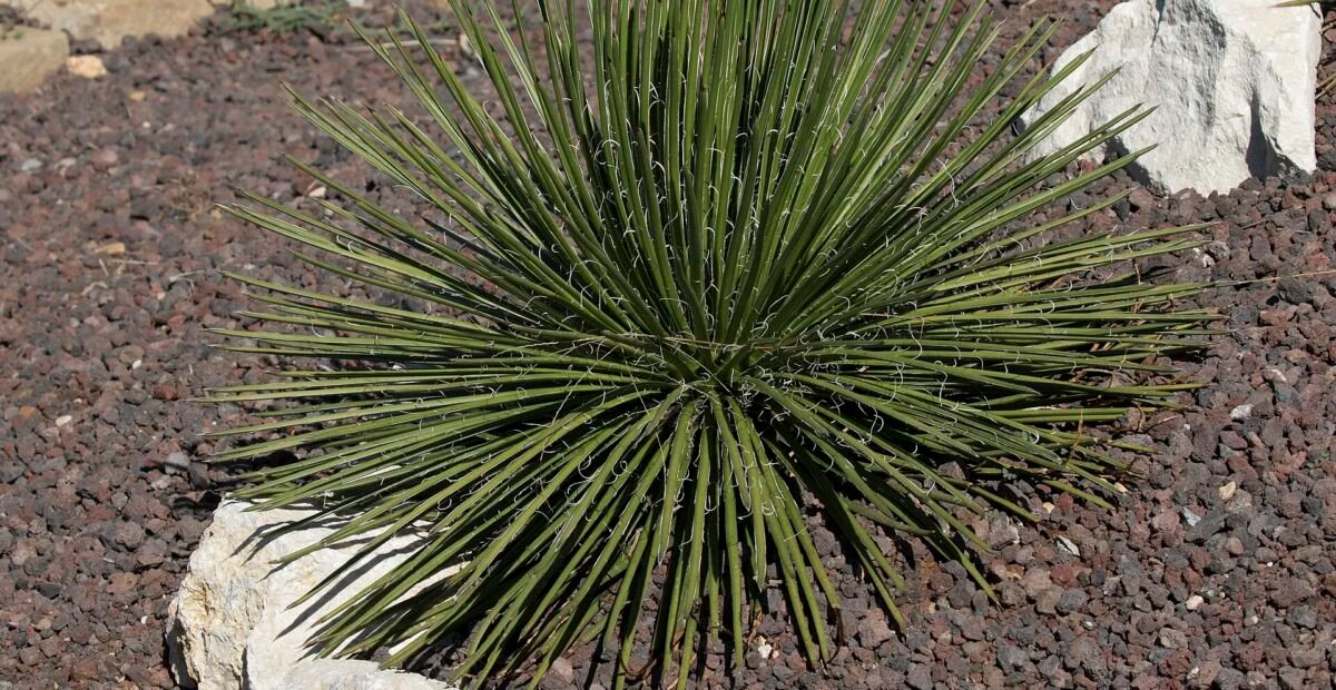 Agave geminiflora – Pflanzenfoto