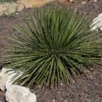Agave geminiflora – (Agave geminiflora) – Pflanzenfoto