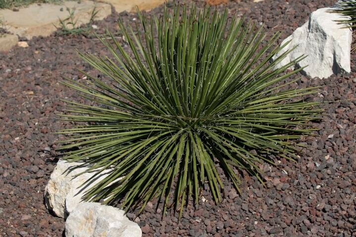 Agave geminiflora