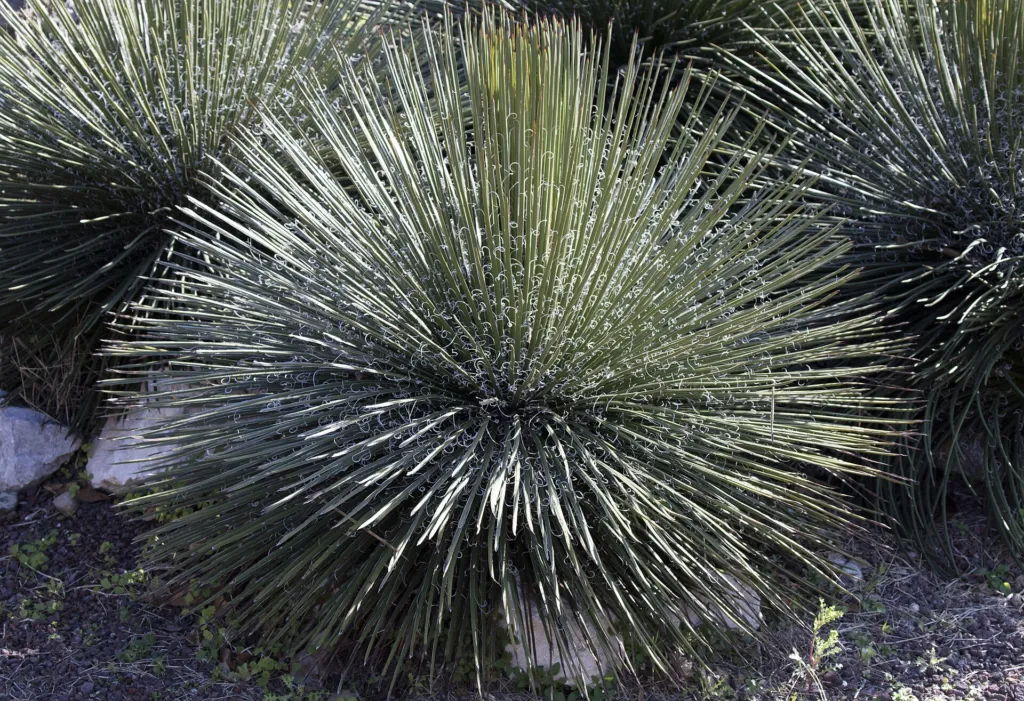 Agave geminiflora – (Agave geminiflora) – im Garten, Pflanzenfoto