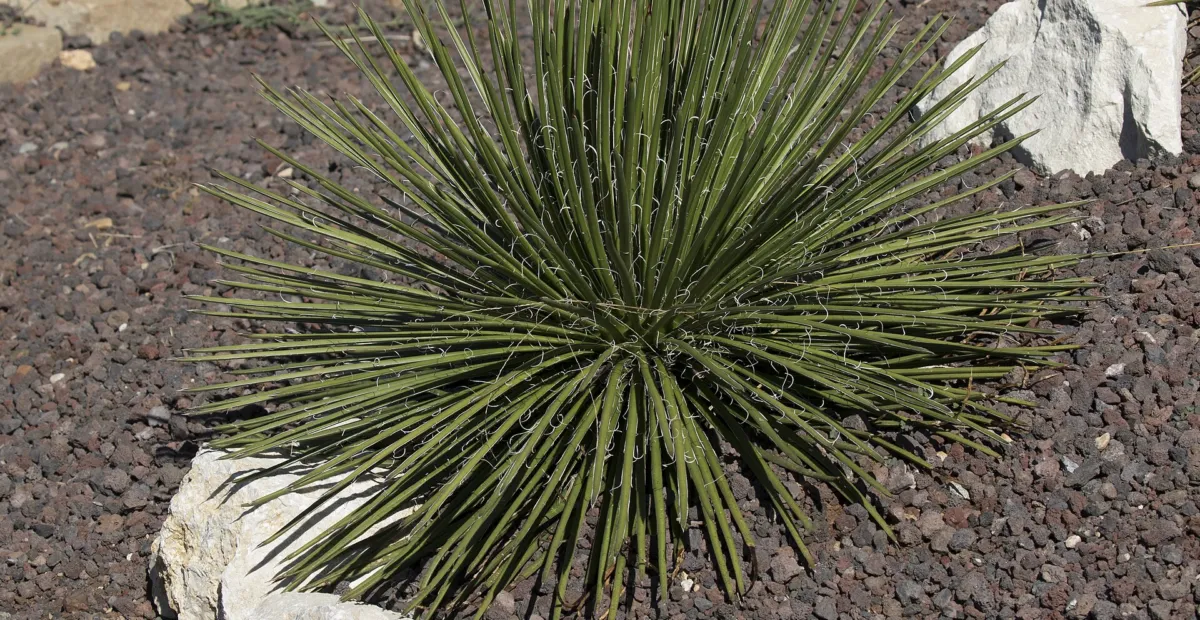 Twin-flowered Agave (Agave geminiflora) – plant photo