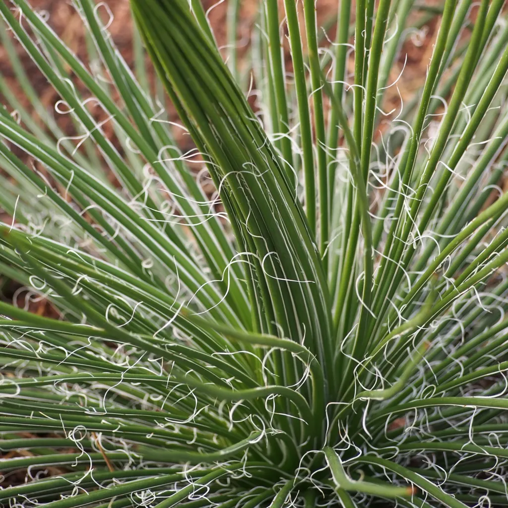 Agave geminiflora – (Agave geminiflora) – im Garten, Pflanzenfoto
