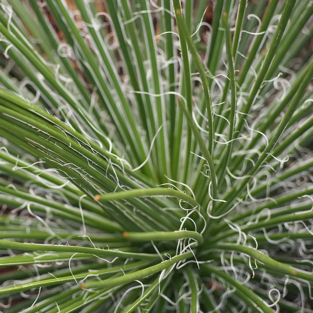 Agave geminiflora – (Agave geminiflora) – im Garten, Pflanzenfoto