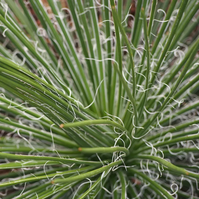 Twin-flowered Agave (Agave geminiflora) – in a garden setting, plant photo