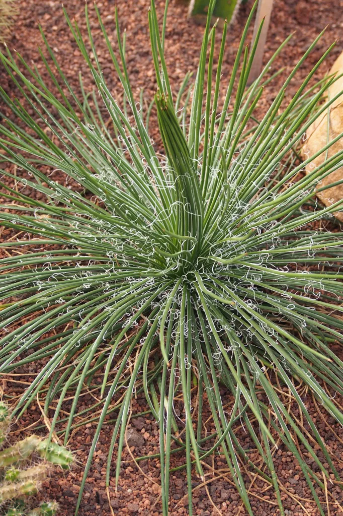 Agave geminiflora – (Agave geminiflora) – im Garten, Pflanzenfoto