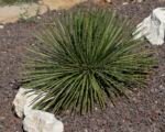 Agave geminiflora – pestovanie a starostlivosť