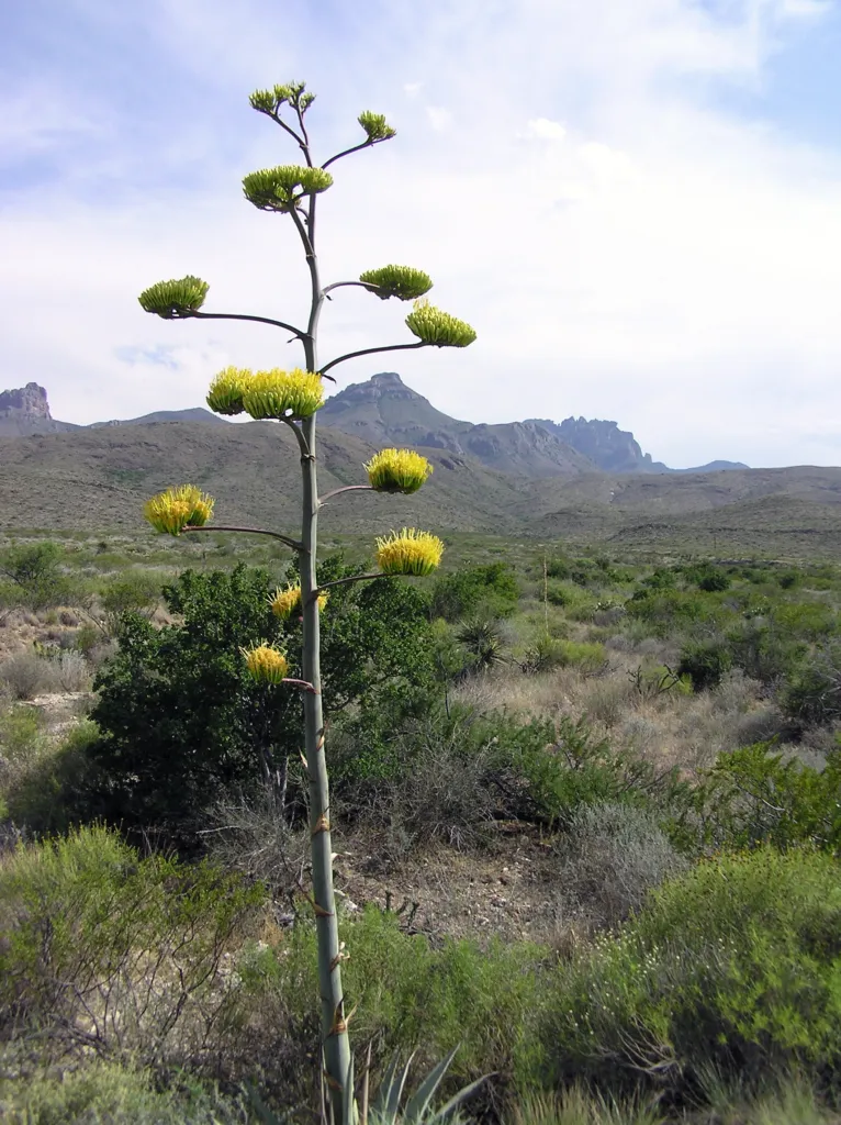 Havard's Century Plant (Agave havardiana) – flowers in close-up, plant photo