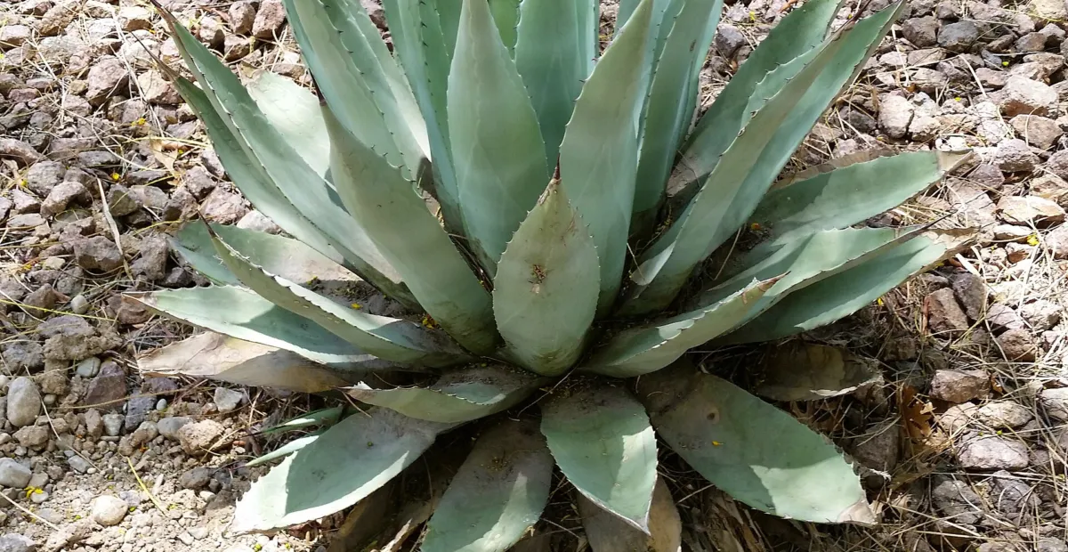 Havard's Century Plant (Agave havardiana) – plant photo