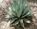 Havard’s Century Plant (Agave havardiana) care guide