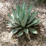 Havard's Century Plant (Agave havardiana) – plant photo