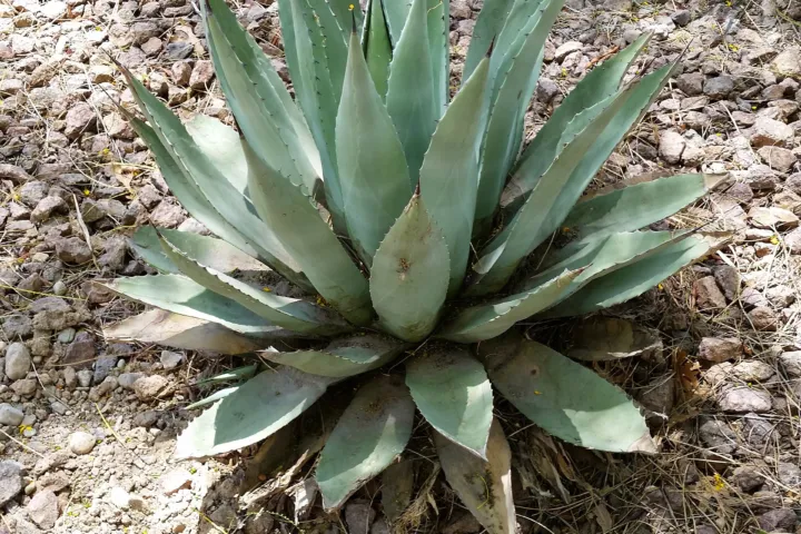 Agave havardiana