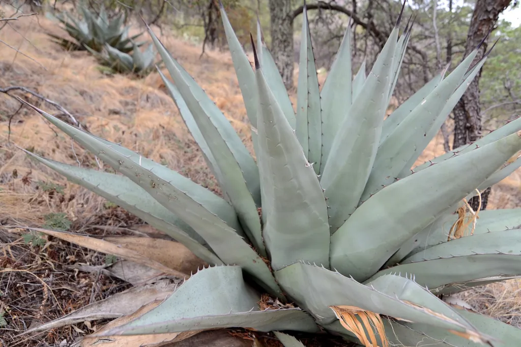 Havard's Century Plant (Agave havardiana) – in a garden setting, plant photo