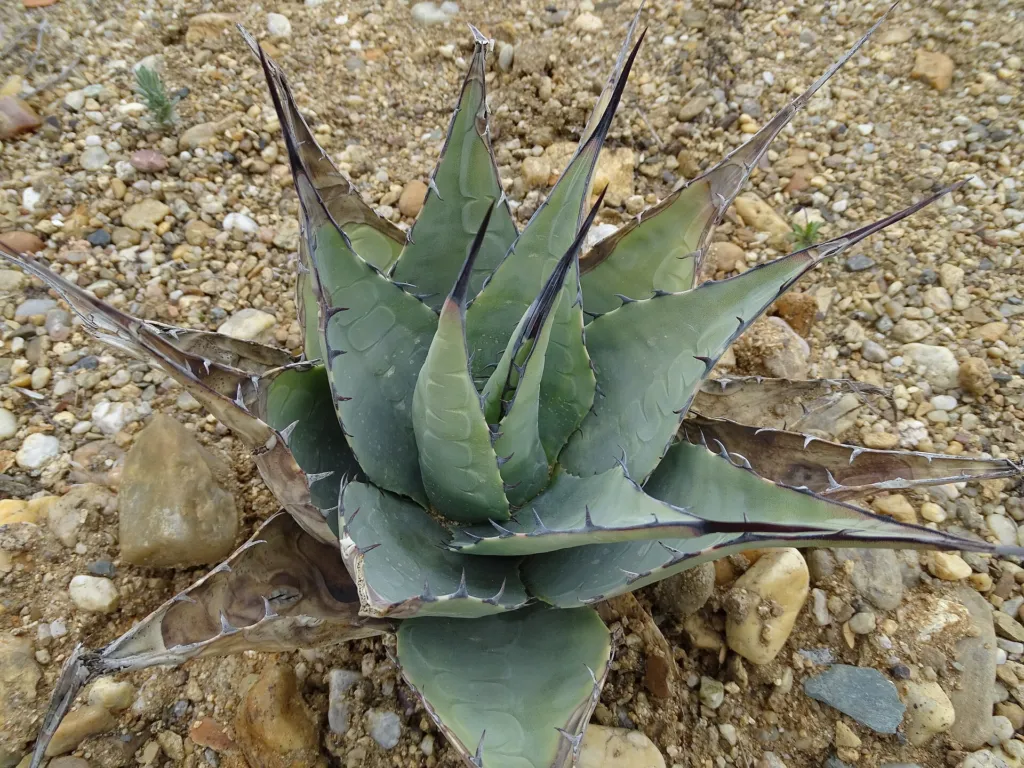 Havard's Century Plant (Agave havardiana) – characteristic appearance, plant photo