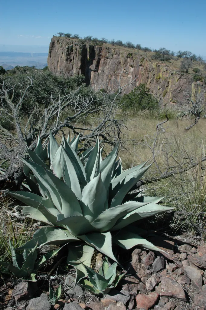 Havard's Century Plant (Agave havardiana) – in a garden setting, plant photo