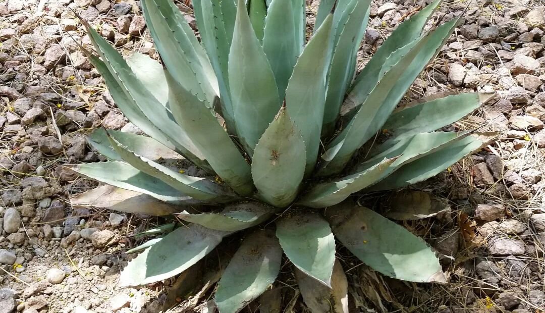 Agave havardiana – fotografia rastliny