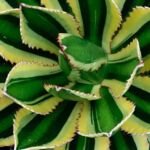 Agave lophantha – (Agave lophantha) – Pflanzenfoto