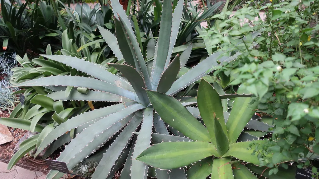 Agave lophantha – (Agave lophantha) – im Garten, Pflanzenfoto