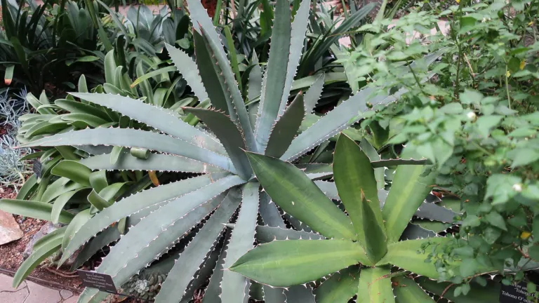 Thorn-crested Agave (Agave lophantha) – in a garden setting, plant photo