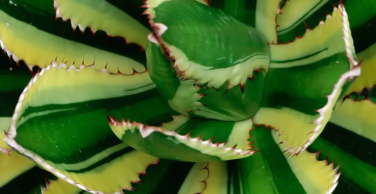 Thorn-crested Agave (Agave lophantha) – plant photo