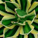 Thorn-crested Agave (Agave lophantha) – plant photo