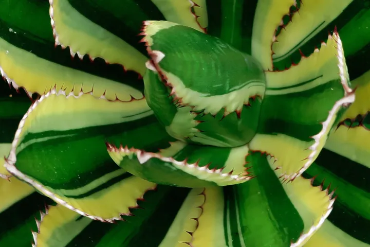Agave lophantha