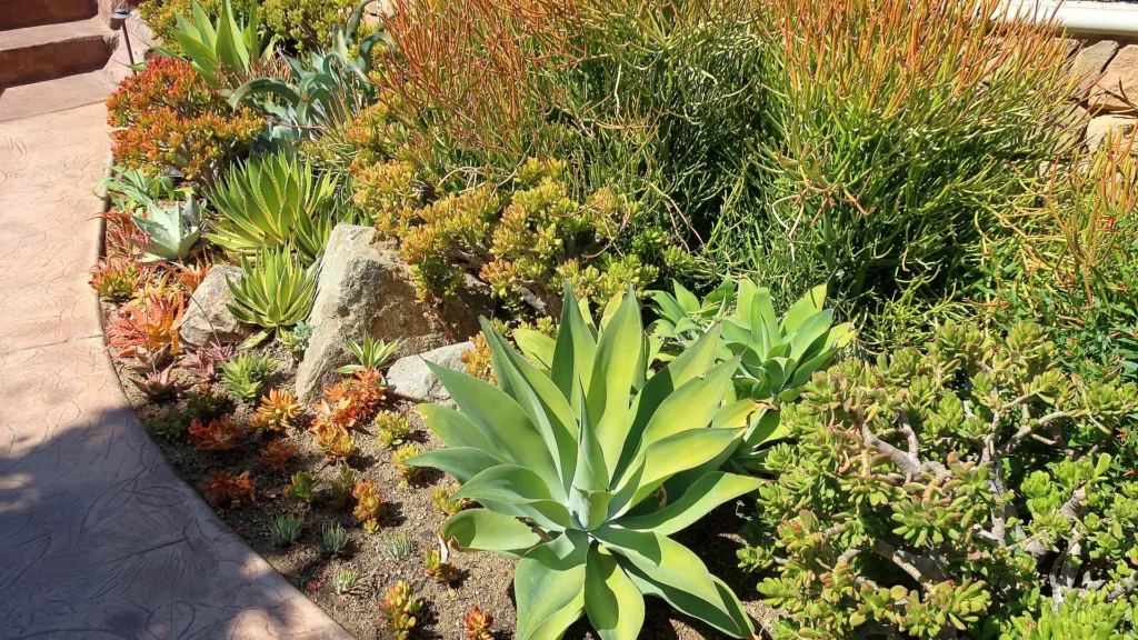 Agave lophantha – (Agave lophantha) – im Garten, Pflanzenfoto