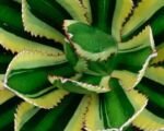 Agave lophantha – pestovanie a starostlivosť