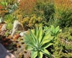 Quadricolor (Agave lophantha ‘Quadricolor’)