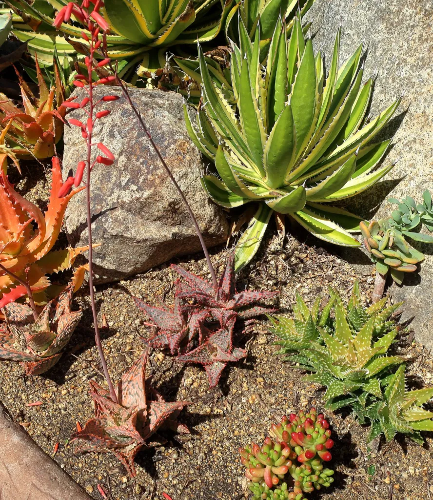 Quadricolor (Agave lophantha ‘Quadricolor’) (Agave lophantha 'Quadricolor') – in a