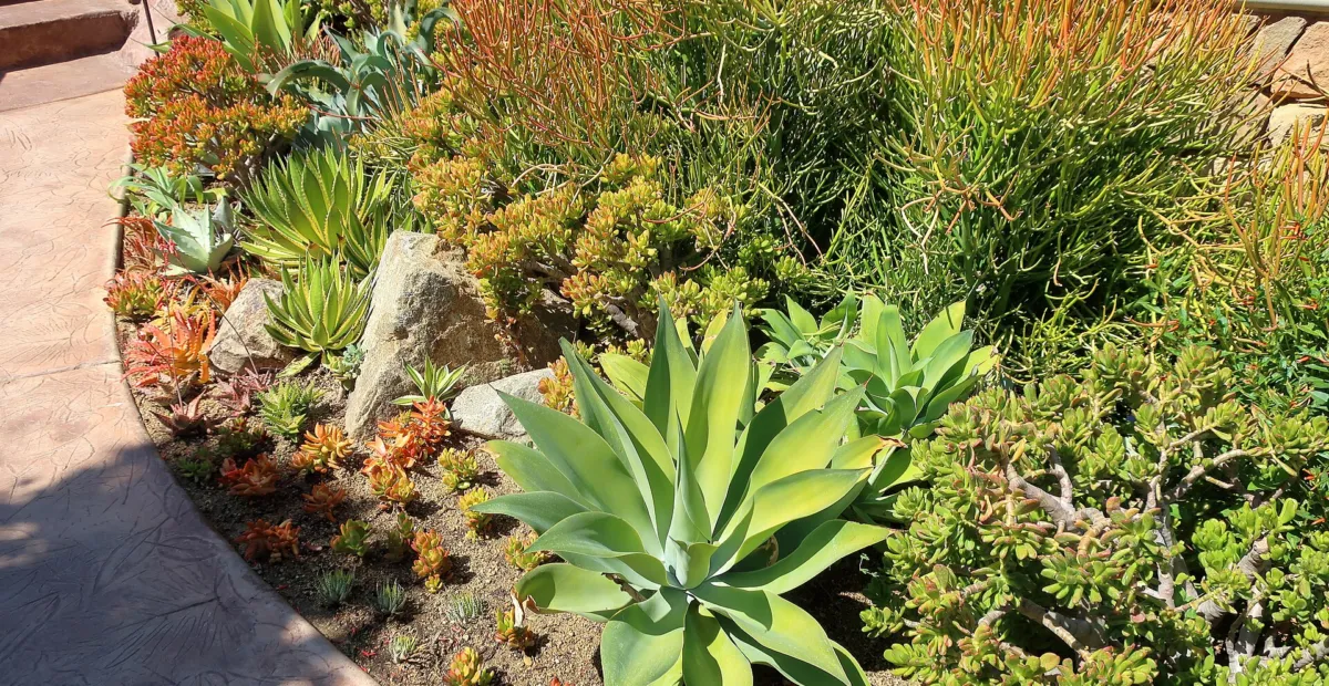 Agave lophantha 'Quadricolor' – plant photo