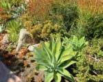 Quadricolor (Agave lophantha ‘Quadricolor’)