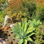 Quadricolor (Agave lophantha ‘Quadricolor’) (Agave lophantha 'Quadricolor') – plant
