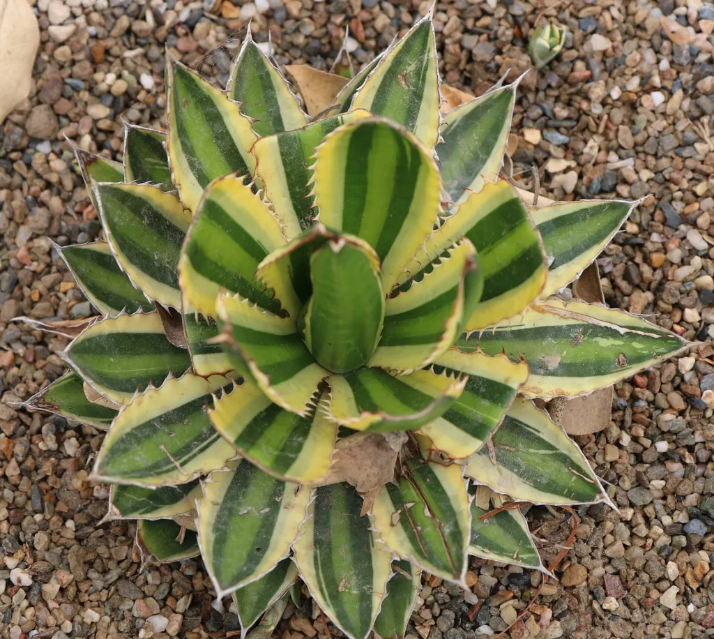 Quadricolor (Agave lophantha ‘Quadricolor’) (Agave lophantha 'Quadricolor')